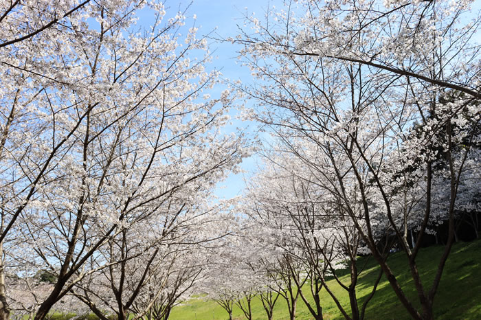 都田総合公園